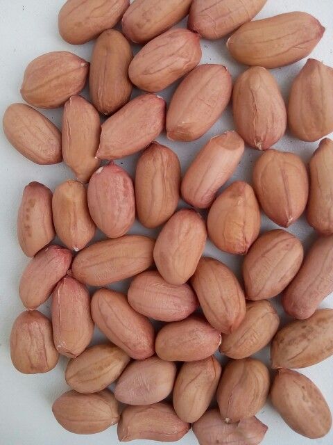 PEANUT PINK/SHENGDANA