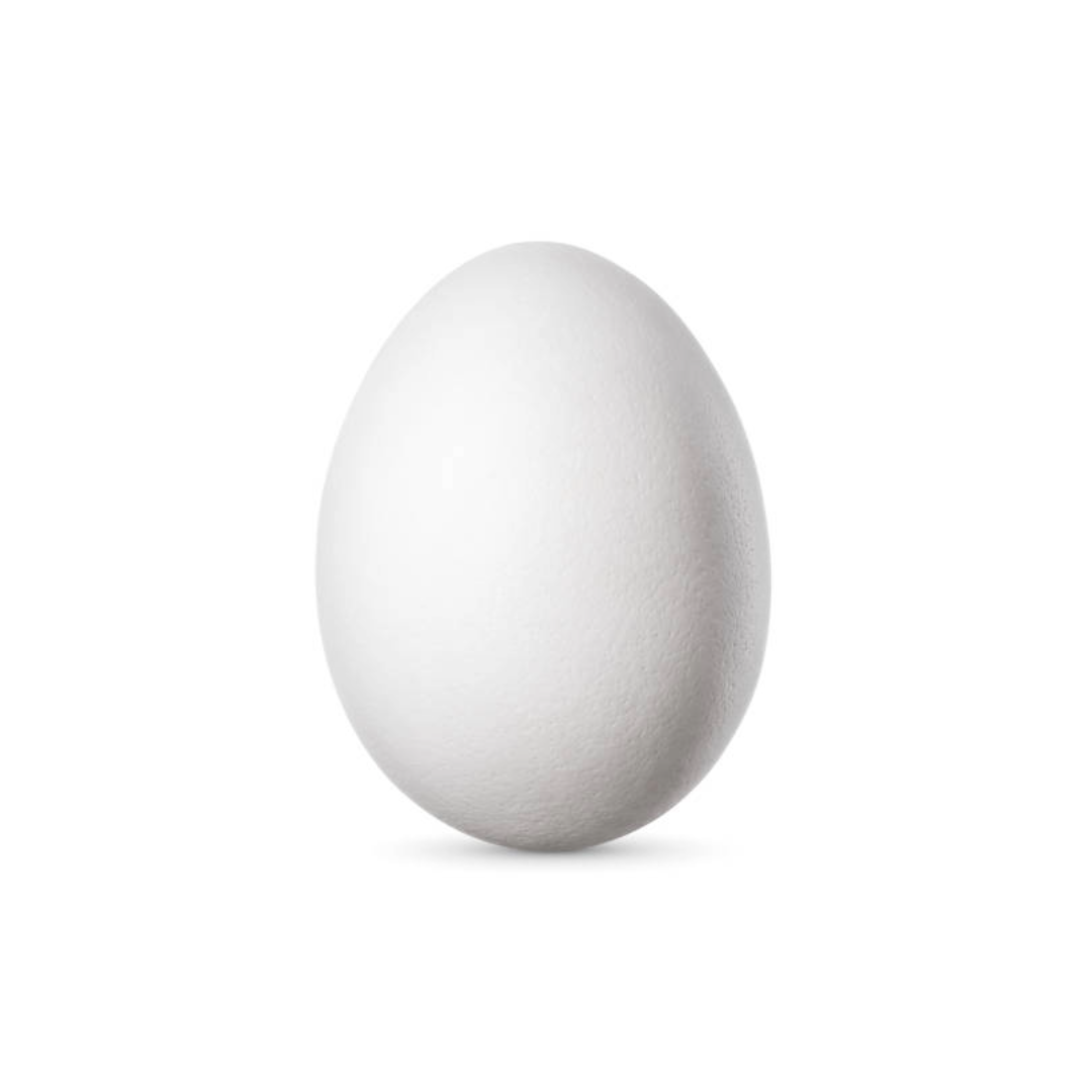 EGGS HEN BIRD WHITE 1PIC